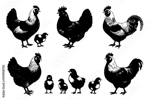 Farm Fowls: A Monochrome Ink Illustration of Chickens and Chicks