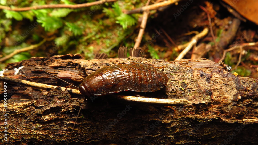 Dark brown cockroach crawling on a log with lush green foliage in the background during daylight Dark brown cockroach crawling on a log with lush green foliage in the background during daylight
