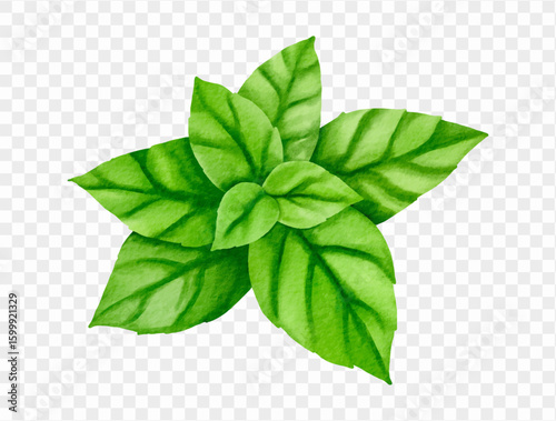 Watercolor fresh green mint leaves, herb summer element vector.