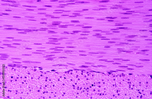 Smooth muscle tissue