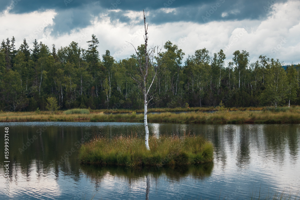 Obraz premium Famous lonely birch tree on small island in national park Sumava, reserve Chalupska slat. Czech republic
