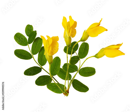 Slika na platnu laburnum flowers with green leaves on transparent background.