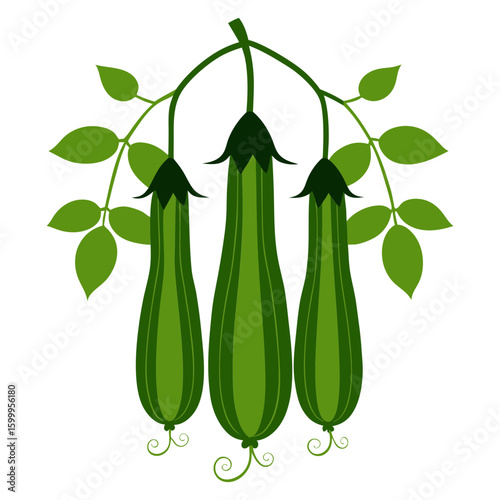 A silhouette image of a loofah guard or sponge guard, a type of tropical plant