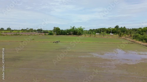 Tracking Shot of Agricultural Drone Spraying Over Rice Field. Drone Technology, Agricultural Drone