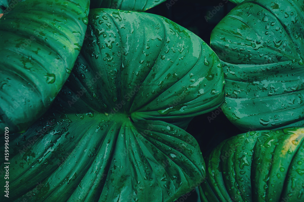 Fototapeta premium abstract tropical leaf textures on dark tone, natural green background.