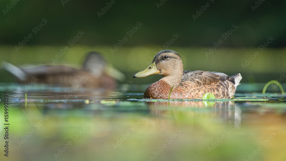 Fototapeta premium Anas Platyrhynchos aka wild or mallard duck female on the pond. Common waterfowl bird in Czech republic.