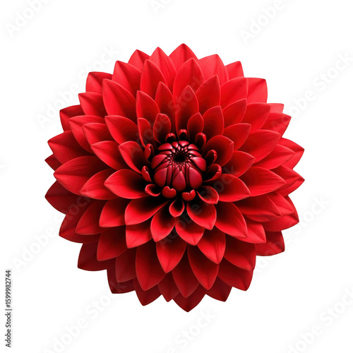 Close-up of a vibrant red dahlia flower.