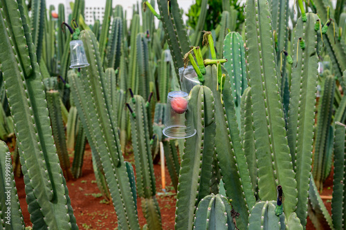 A dense field of tall, columnar cacti fills the frame, and rise from reddish-brown soil. One cup in the foreground clearly reveals a reddish, rounded fruit beneath it.