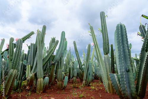 A vibrant field of tall, columnar cacti stands under a dramatic cloudy sky. The cacti, predominantly green with a bluish tint on some, rise from reddish-brown soil.