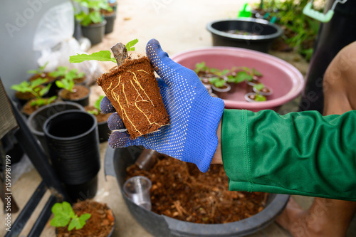 A close-up of a person wearing a blue gardening glove holding a young plant seedling with visible healthy roots wrapped in coconut coir.