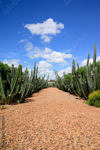 A beautiful desert-style cactus garden featuring tall columnar cacti lining a wide gravel pathway under a bright blue sky with scattered white clouds.