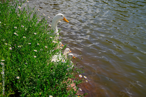 A beautiful white adult duck with an orange beak is prominently featured, standing near the edge of a body of water, partially hidden by lush green vegetation dotted with small white a wildflowers.