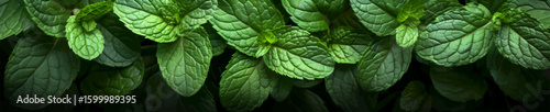 vibrant green mint leaves with rich texture and deep shadows, ideal for culinary and botanical themes. Generative ai vector illustration. Wide banner image