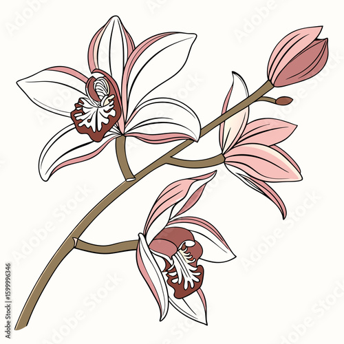 Pink and white orchid flowers on a branch floral botanical