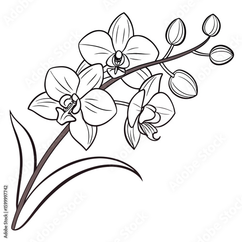 Black and white line art sketch of orchid flowers and buds on a stem