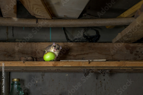 The Eurasian edible dormouse (Glis glis)