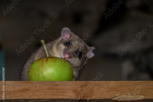 The Eurasian edible dormouse (Glis glis)