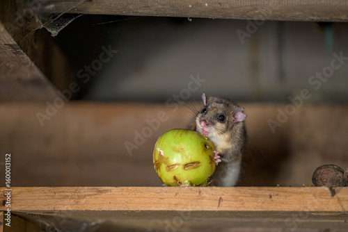 The Eurasian edible dormouse (Glis glis)
