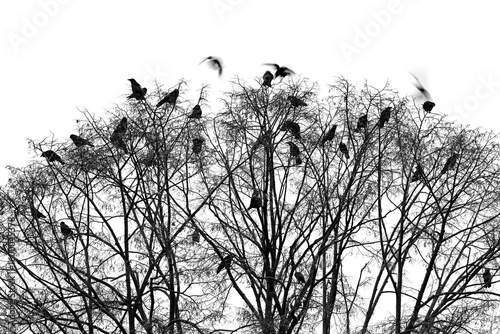 Crows sitting on the top of the crown of a bare city tree in winter. Silhouettes of numerous corvids that have gathered. Atmospheric black and white shot on a gray winter evening in Germany.