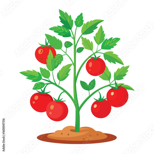Fresh, ripe red cherry tomatoes on a green leafy branch, a juicy and healthy vector illustration