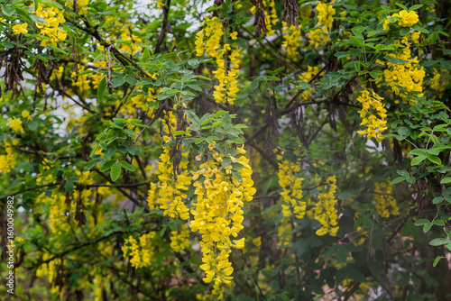 Branches of blooming ornamental common laburnum in overcast rainy day