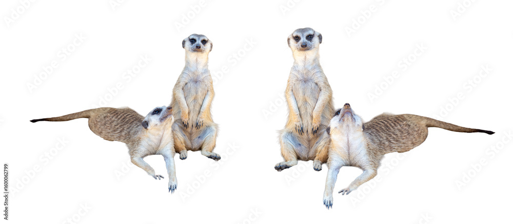 Fototapeta premium group of meerkats isolated on white background.