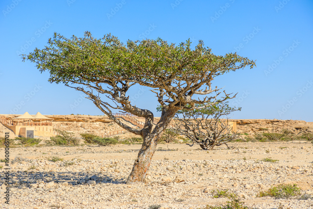 Obraz premium Boswellia sacra tree growing in arid landscape of Wadi Dawkah natural park, unesco world heritage site, Dhofar in Oman, with observation point in the background