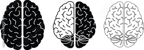 Human Brain Anatomy Representations Isolated On White