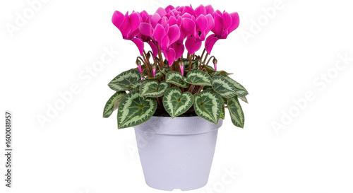 Cuadro en lienzo Isolated Potted Cyclamen Flower