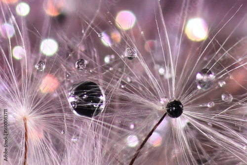Delicate dandelion seeds, covered in water droplets, reflecting light