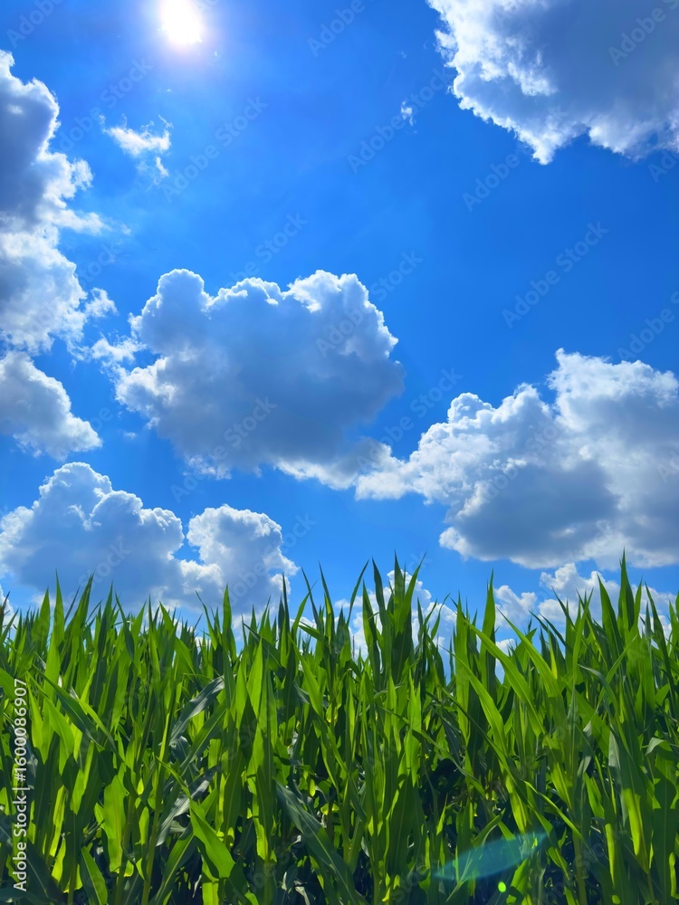 Obraz premium Green Cornfield Under Bright Blue Sky
