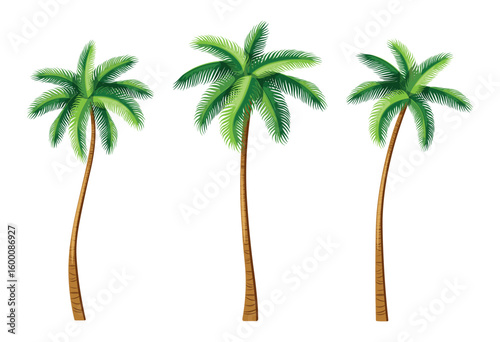 Set of beautiful tropical palm trees in cartoon style. Vector illustration of various palm trees with thin, tall trunks, green, lush crown leaves isolated on a white background. Coconut palms.