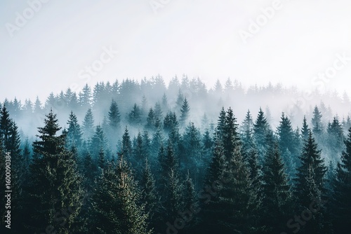 Misty Morning Forest Landscape