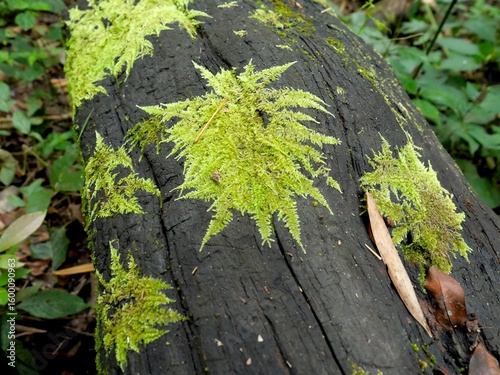 Moss on a log in a rainforest