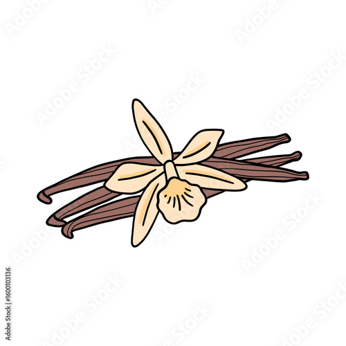 Vanilla flower with sticks. Orchid plant and fruits or pods. Natural aromatic spice or condiment. Hand drawn isolated vector illustration