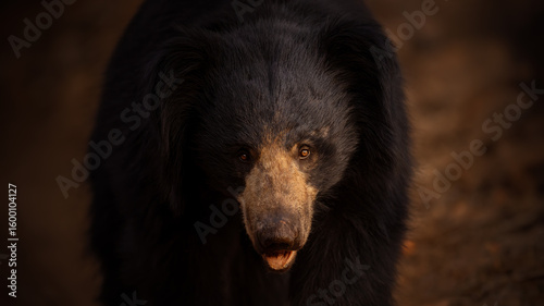 Fototapeta Naklejka Na Ścianę i Meble -  Sloth bear in the nature habitat. Wild animal in the nature. Wild India. Melursus ursinus. Amazing nature treasure of Asia. Beautiful wild animals.