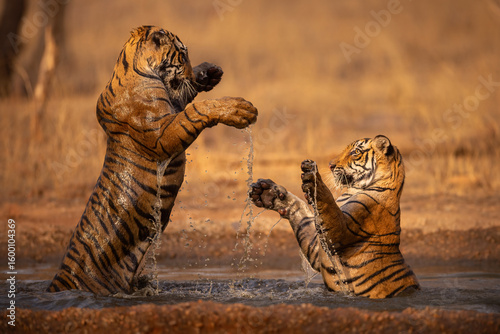 Royal bengal tiger pose with beautiful background. Amazing tiger in the nature habitat. Wildlife scene with dangerous beast. Hot weather in wild India. Panthera tigris tigris.