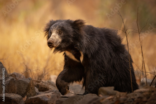 Sloth bear in the nature habitat. Wild animal in the nature. Wild India. Melursus ursinus. Amazing nature treasure of Asia. Beautiful wild animals.