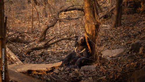 Sloth bear in the nature habitat. Wild animal in the nature. Wild India. Melursus ursinus. Amazing nature treasure of Asia. Beautiful wild animals.