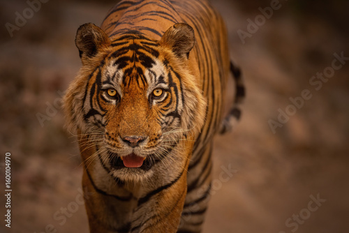 Royal bengal tiger pose with beautiful background. Amazing tiger in the nature habitat. Wildlife scene with dangerous beast. Hot weather in wild India. Panthera tigris tigris.