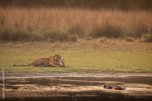 Royal bengal tiger pose with beautiful background. Amazing tiger in the nature habitat. Wildlife scene with dangerous beast. Hot weather in wild India. Panthera tigris tigris.