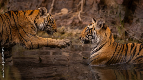 Royal bengal tiger pose with beautiful background. Amazing tiger in the nature habitat. Wildlife scene with dangerous beast. Hot weather in wild India. Panthera tigris tigris.