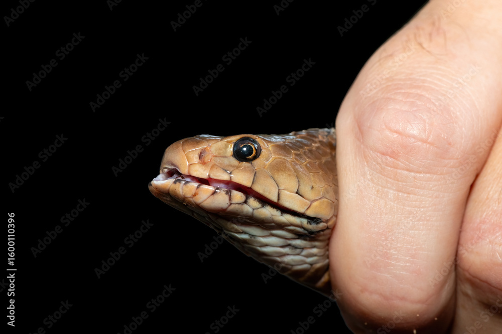 Fototapeta premium Safely necking a Mozambique Spitting Cobra (Naja mossambica), KwaZulu-Natal, South Africa. Against a black background.