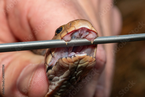 Close-up of the fangs of a Mozambique Spitting Cobra (Naja mossambica), which it uses to spit its venom	