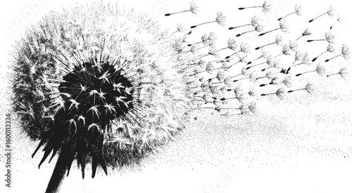 Dandelion seed head with blowing seeds in black and white stipple style. Detailed botanical vector illustration with grainy texture.