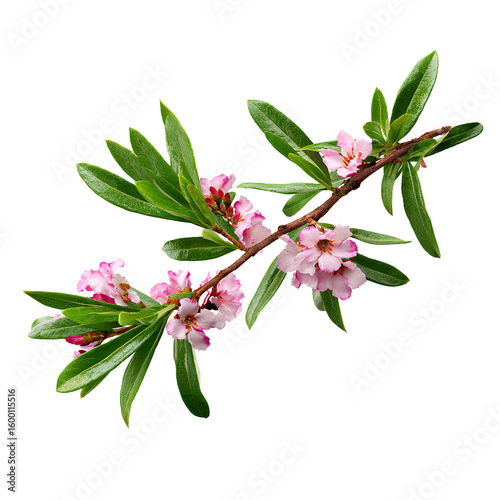  A branch of daphne with pink flowers and green leaves, isolated on a Transparent background PNG