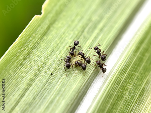 Close up of ants in green leaves, black garden ant (Lasius niger)