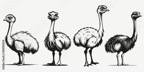 ostrich sketch illustration vector