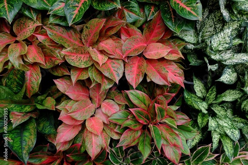 Close-up of vibrant red and green variegated aglaonema leaves, showcasing the intricate patterns and natural beauty of tropical foliage.