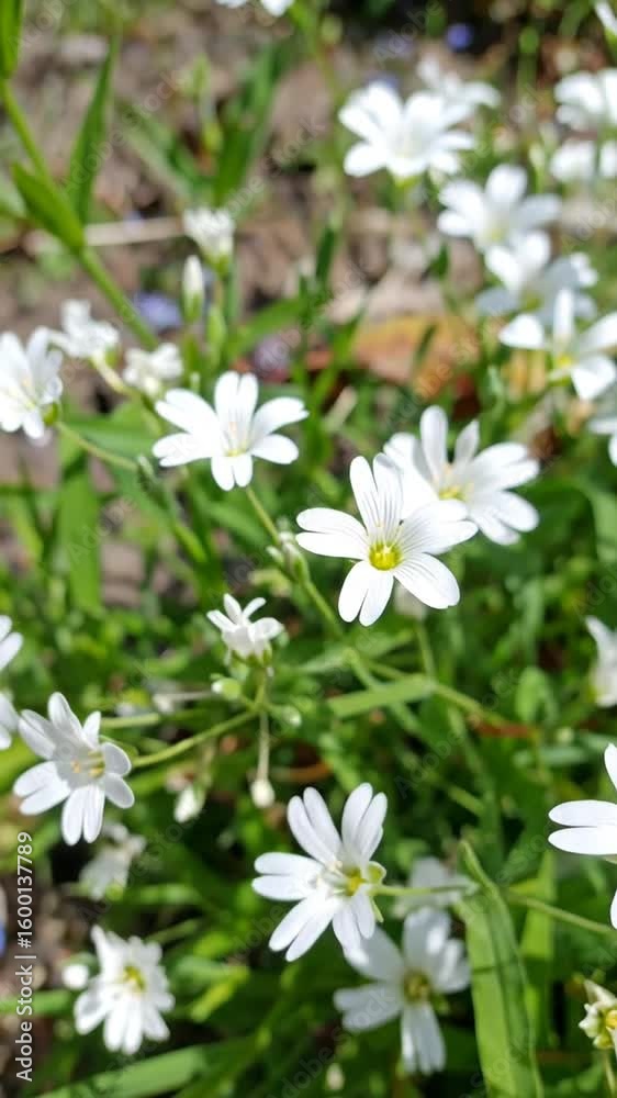 Closeup white flowers outdoors Closeup white flowers outdoors
